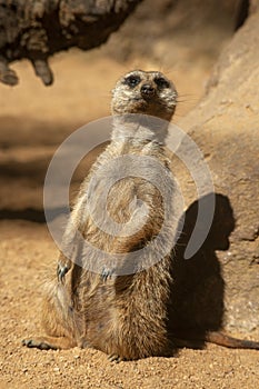 Especie animal, Suricata suricatta photo